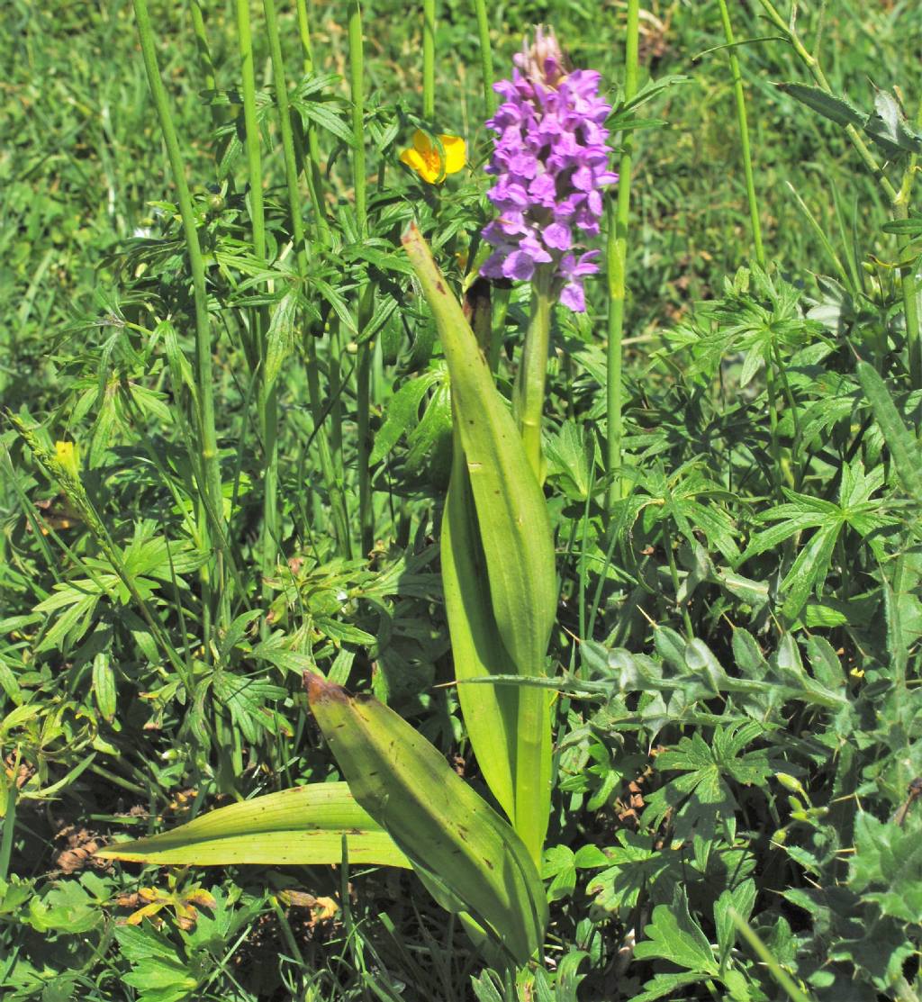 Dactylorhiza incarnata ?